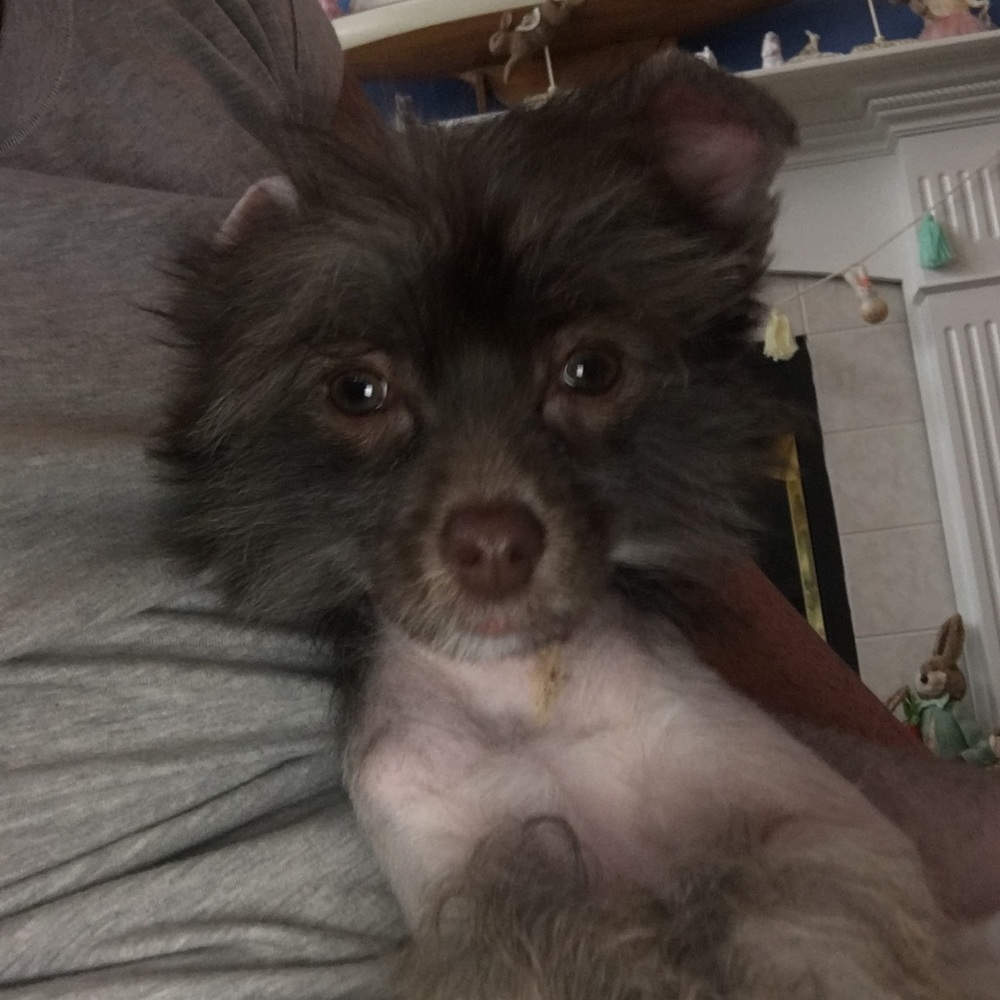 Meet your Posher, Gigi